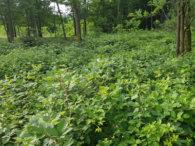 Vânzare teren intravilan, 6843 mp, oportunitate investiție turistică, Polovragi